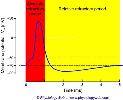 boyfriend has really long refractory period|refractory period how long.